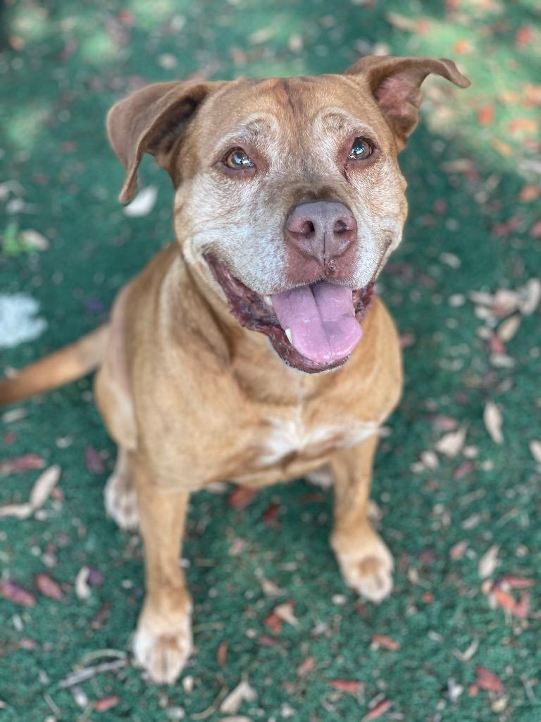 Enlarge Journey, a Adoptable Boxer in St. Augustine, FL image 2/4