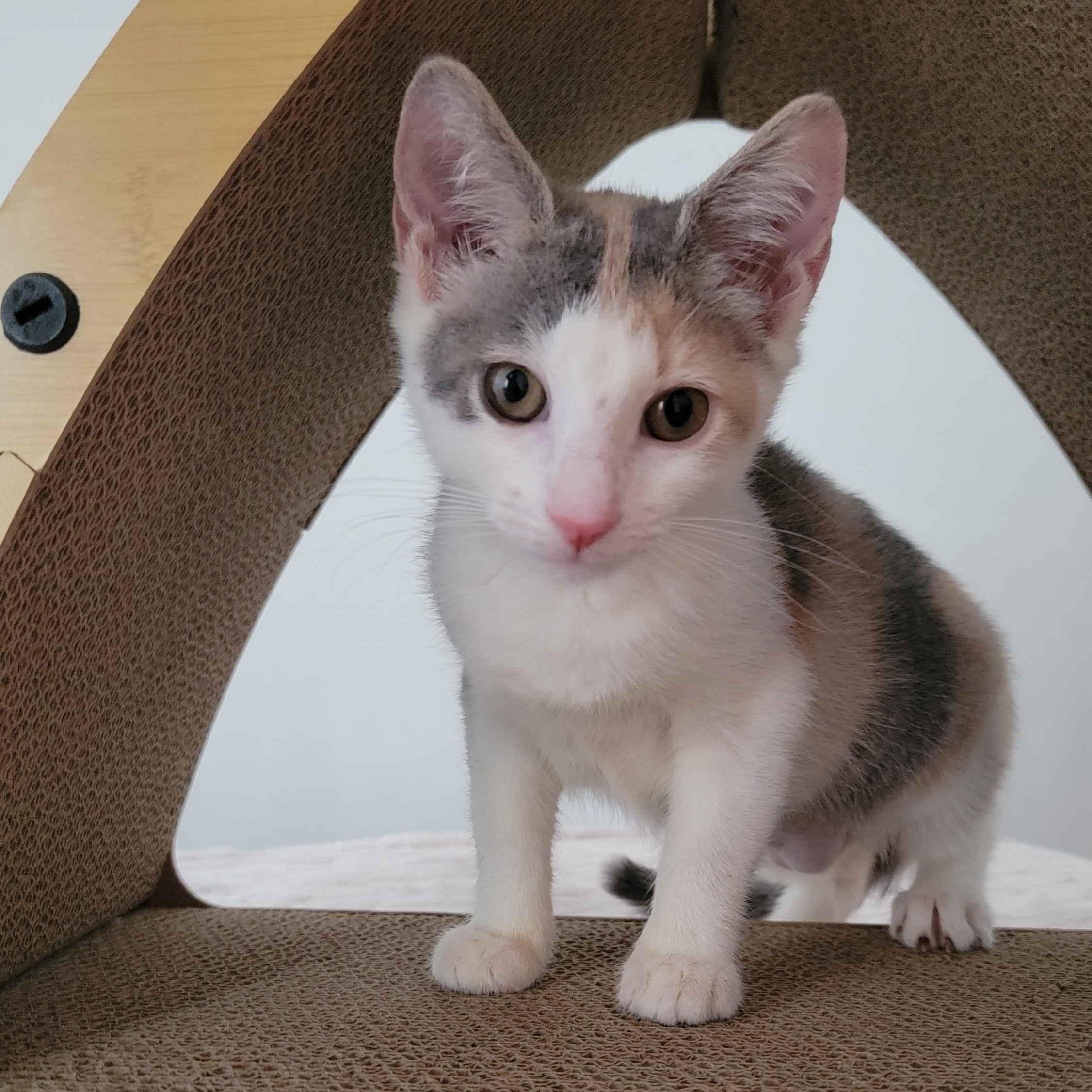 Linen, a ADOPTABLE American Shorthair in North Bergen, NJ image 2/5