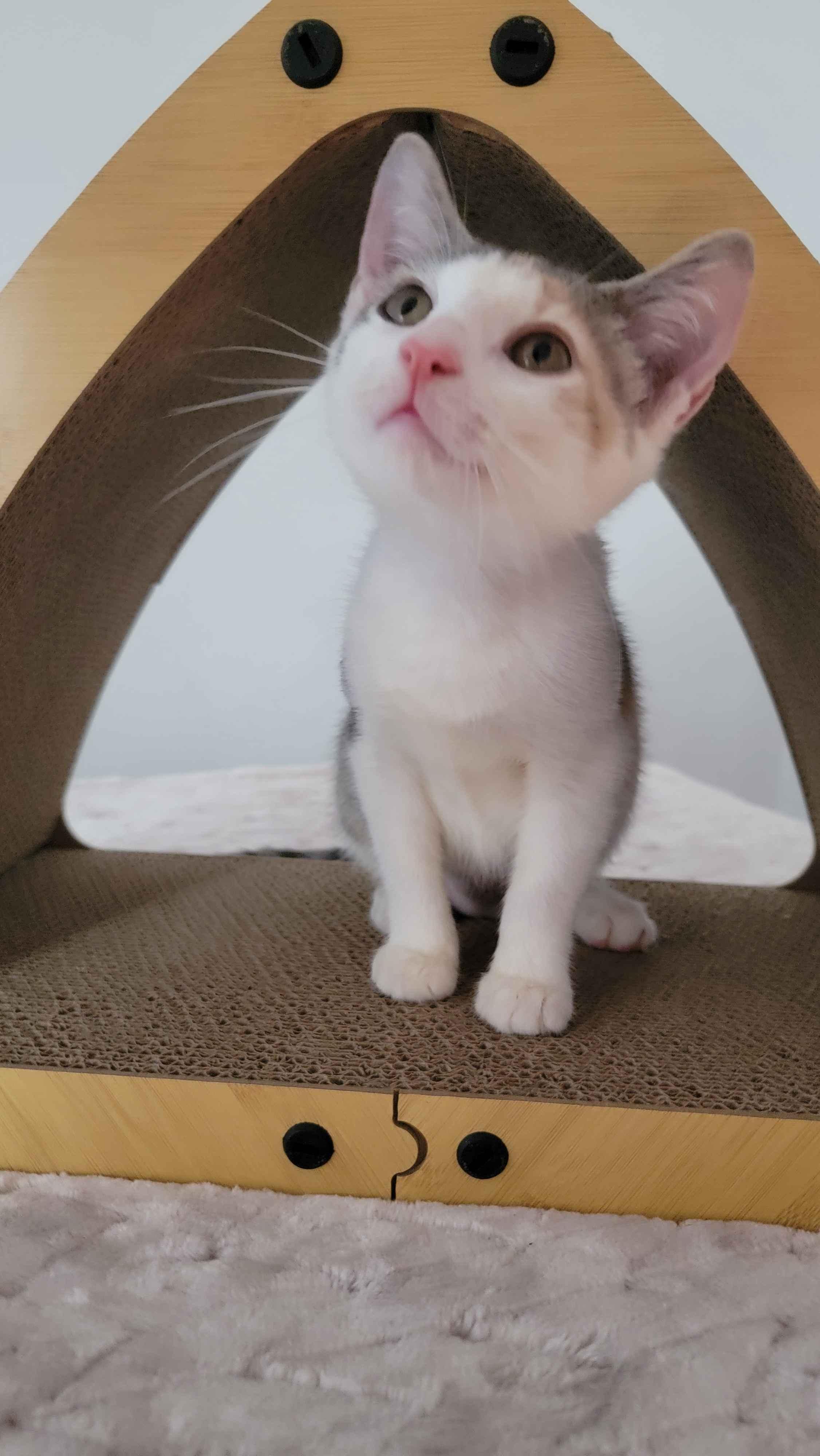 Linen, ADOPTABLE, Kitten Female American Shorthair.