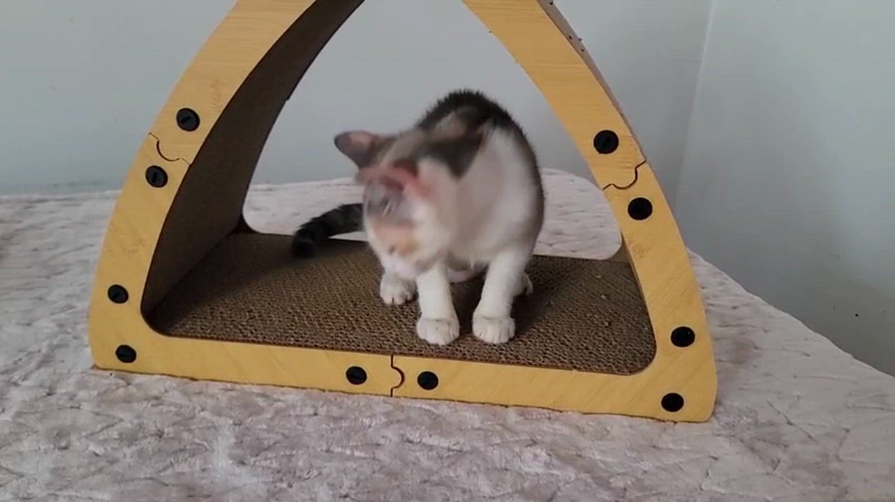 Enlarge Linen, a ADOPTABLE American Shorthair in North Bergen, NJ video 5/5