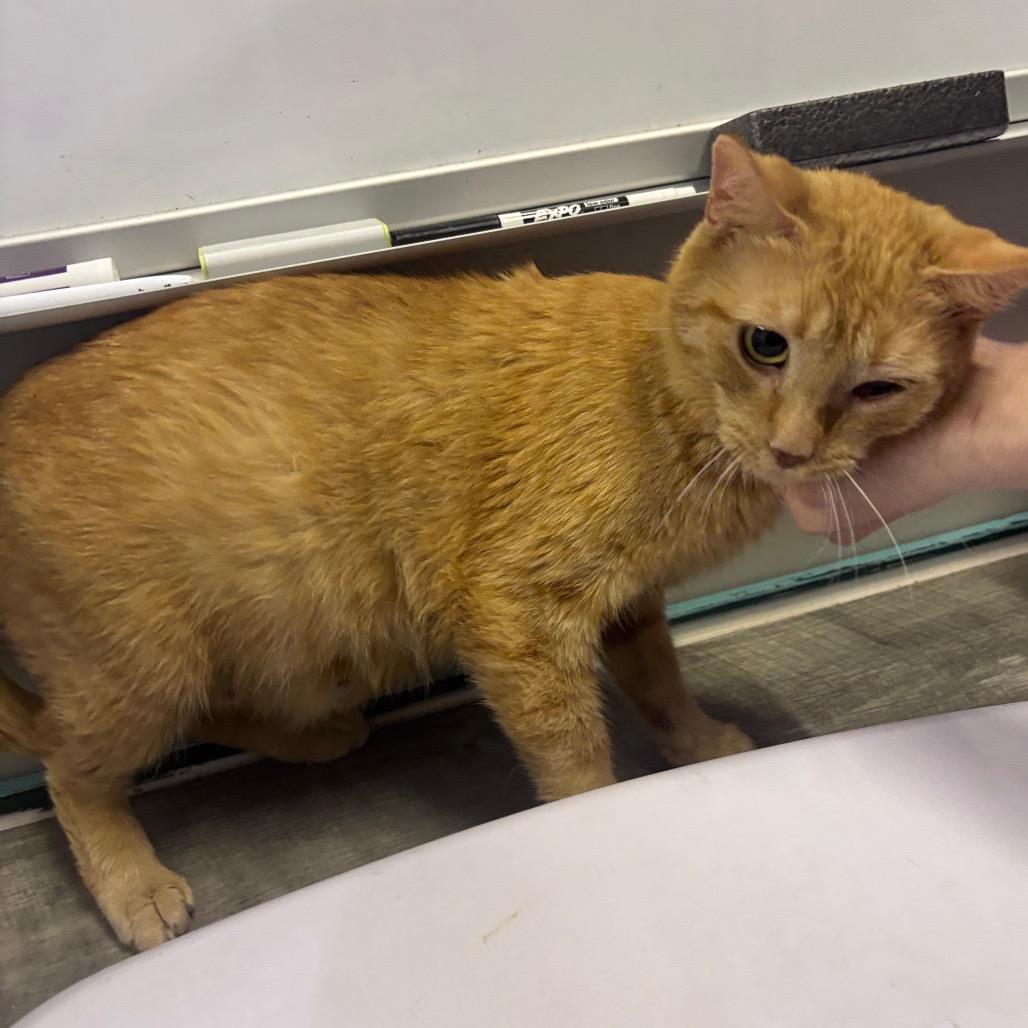 Enlarge Sarabi, a Adoptable Domestic Short Hair in Mocksville, NC image 1/3