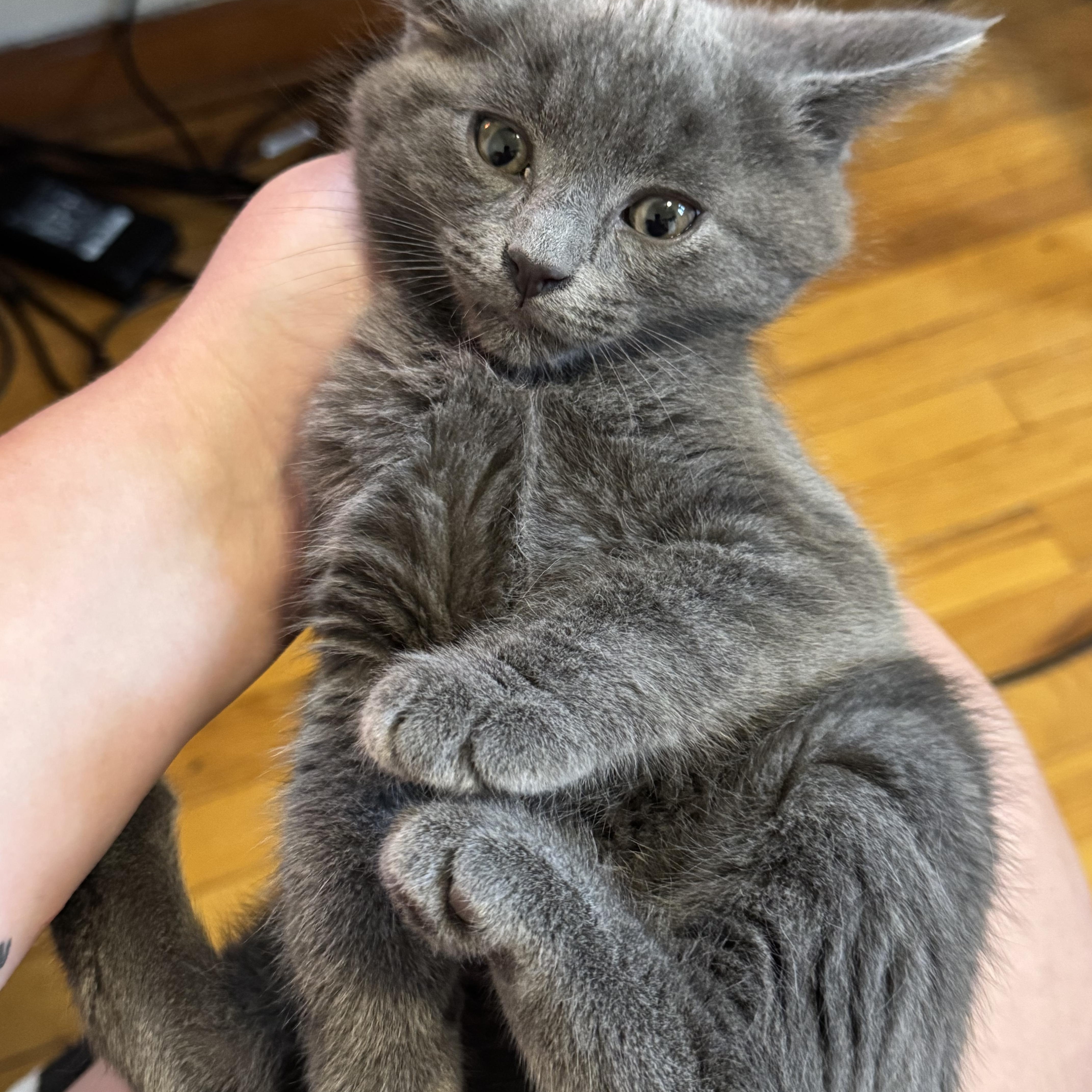 Joey, an adopted Domestic Short Hair in Pittsburgh, PA image 2/2