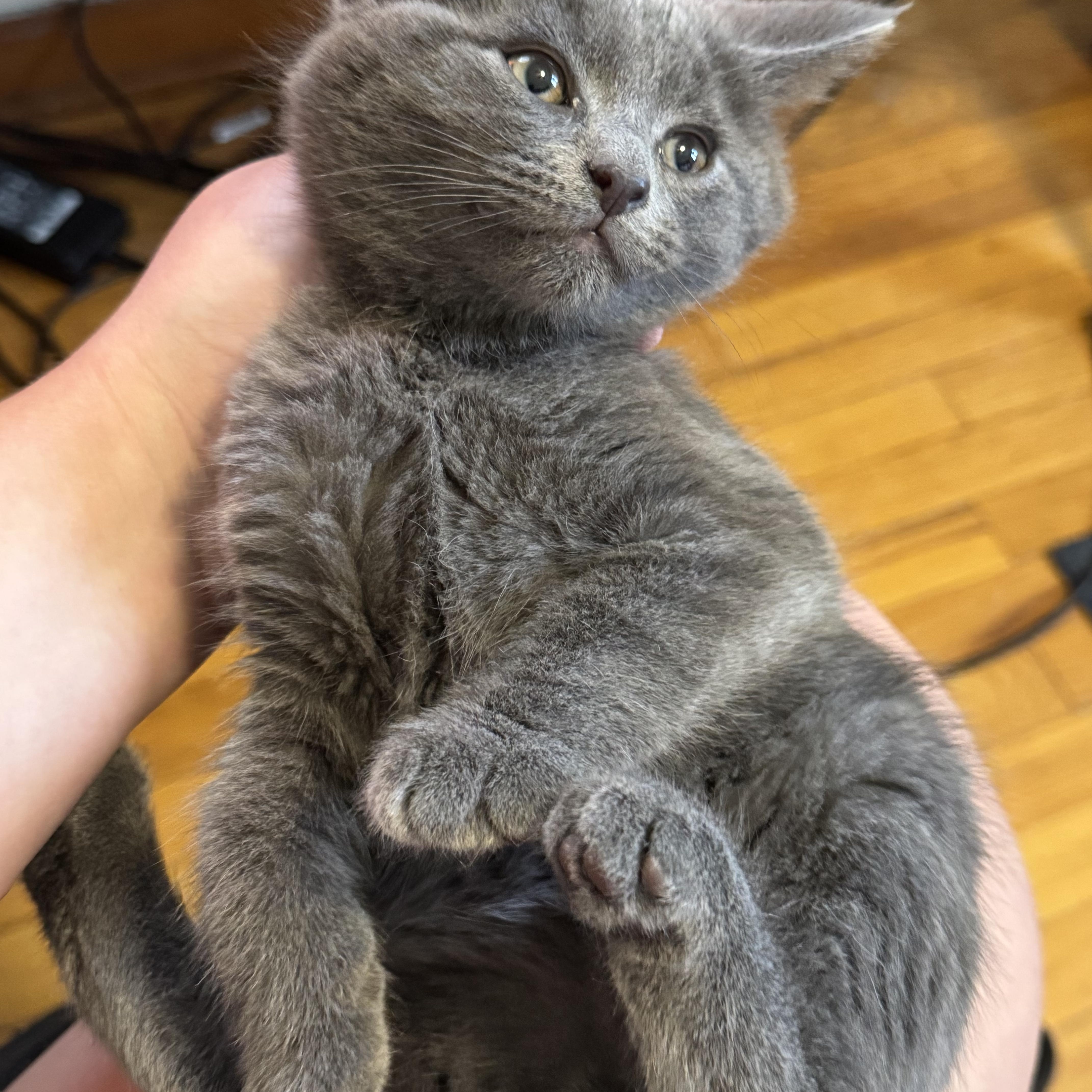 Joey, an adopted Domestic Short Hair in Pittsburgh, PA image 1/2