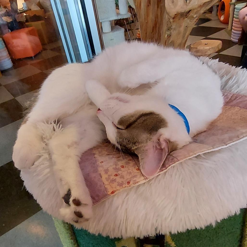 Honey, Adoptable, Adult Male Domestic Short Hair.