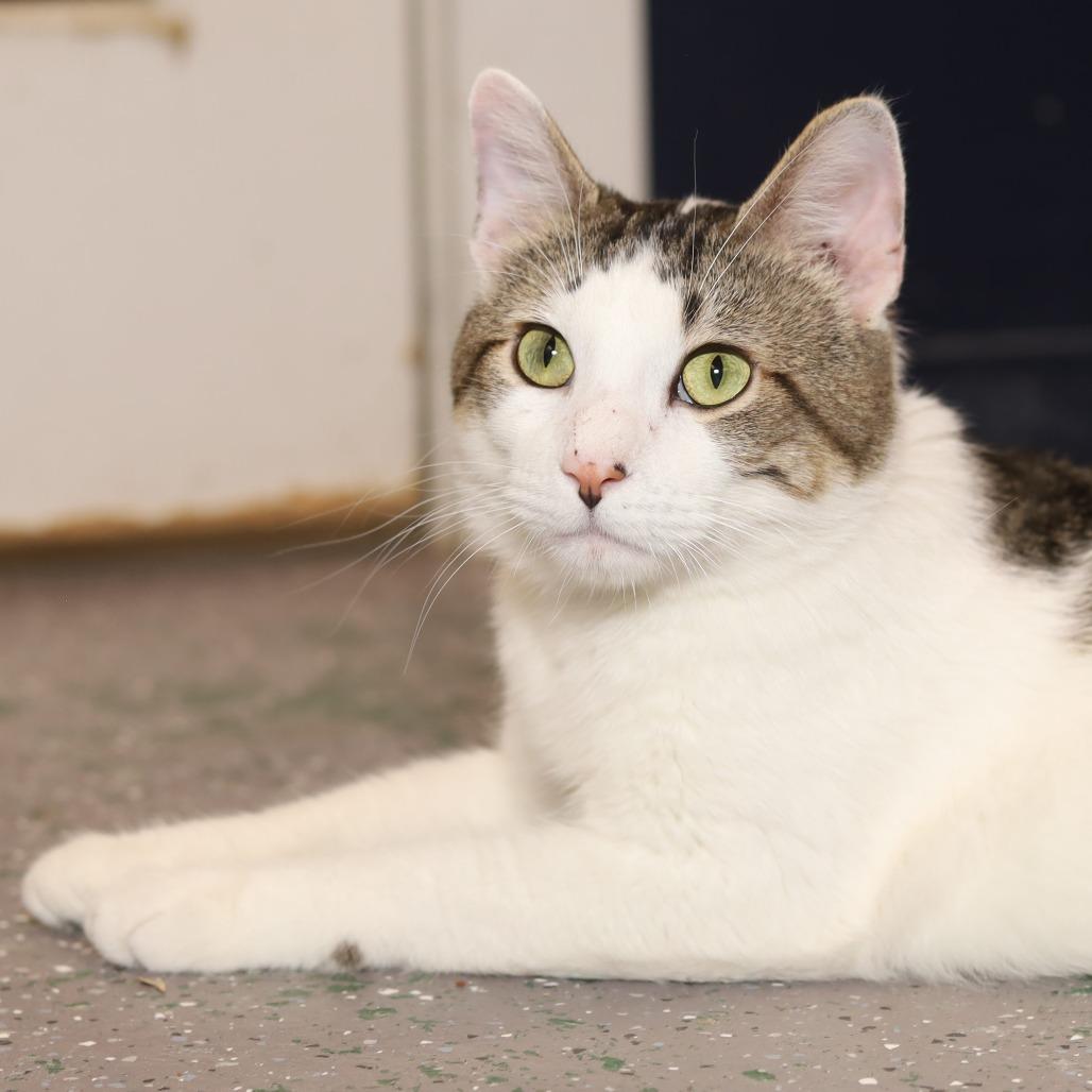 Honey, a Adoptable Domestic Short Hair in Evansville, IN image 1/6