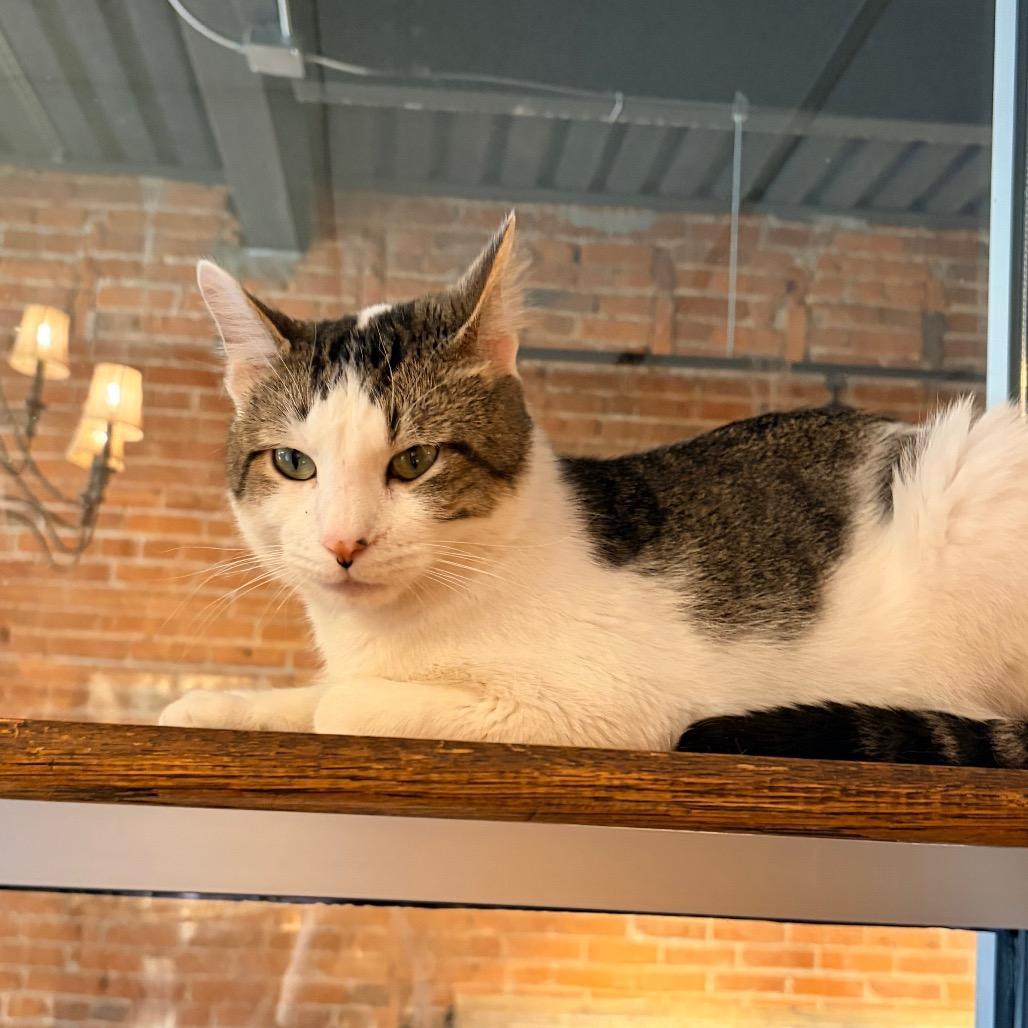 Honey, a Adoptable Domestic Short Hair in Evansville, IN image 2/6