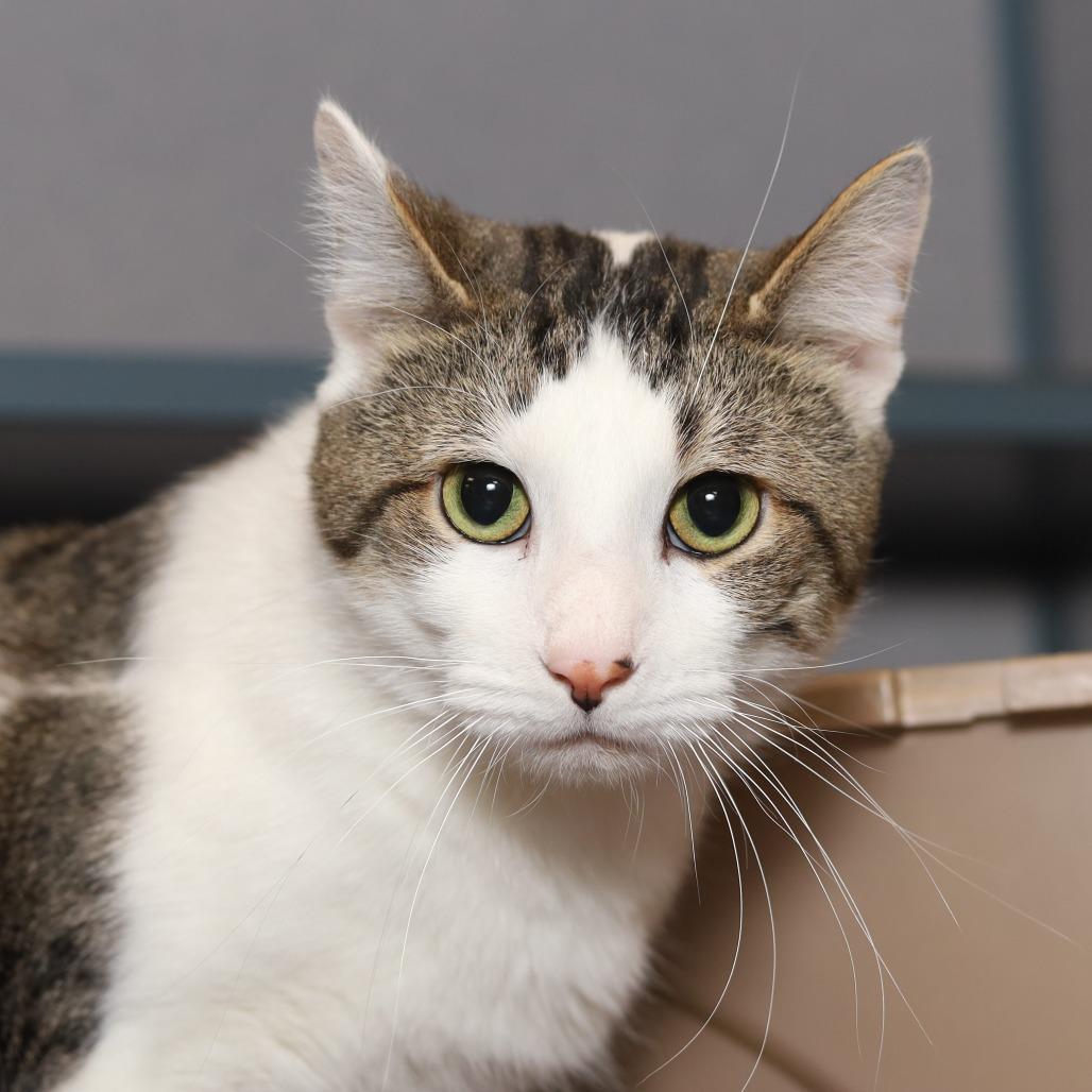 Honey, a Adoptable Domestic Short Hair in Evansville, IN image 3/6
