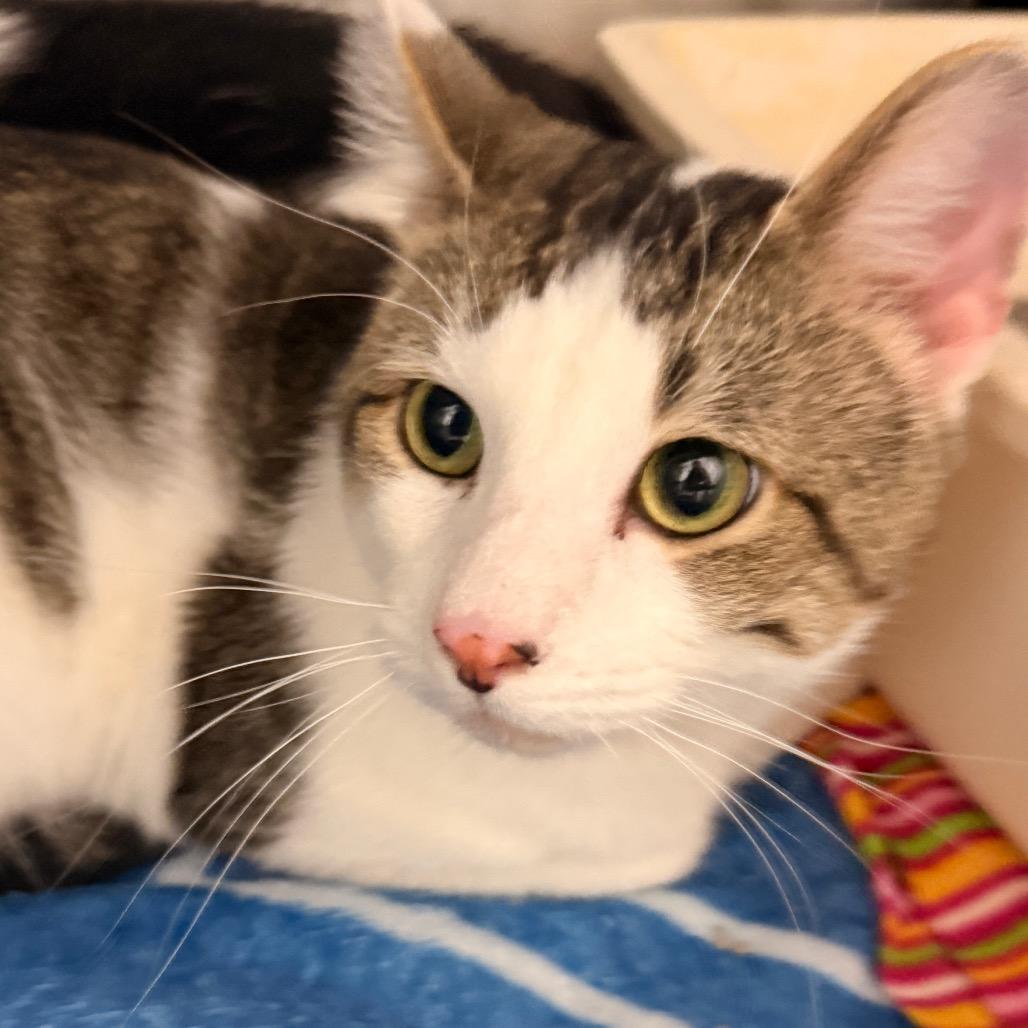 Honey, a Adoptable Domestic Short Hair in Evansville, IN image 4/6