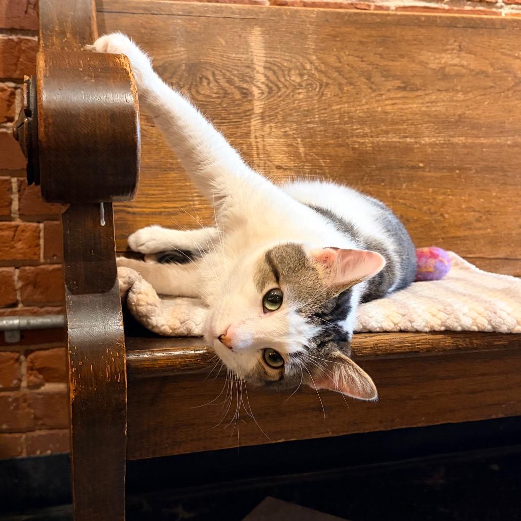 Honey, a Adoptable Domestic Short Hair in Evansville, IN image 5/6