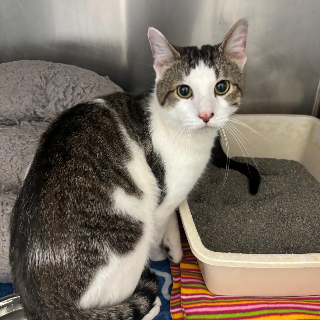 Honey, a Adoptable Domestic Short Hair in Evansville, IN image 6/6