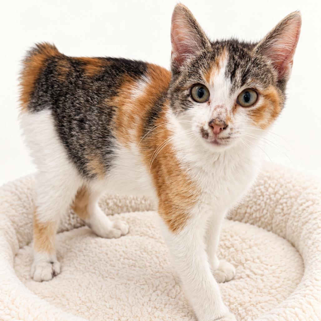 Eva, Adoptable, Kitten Female Domestic Short Hair.