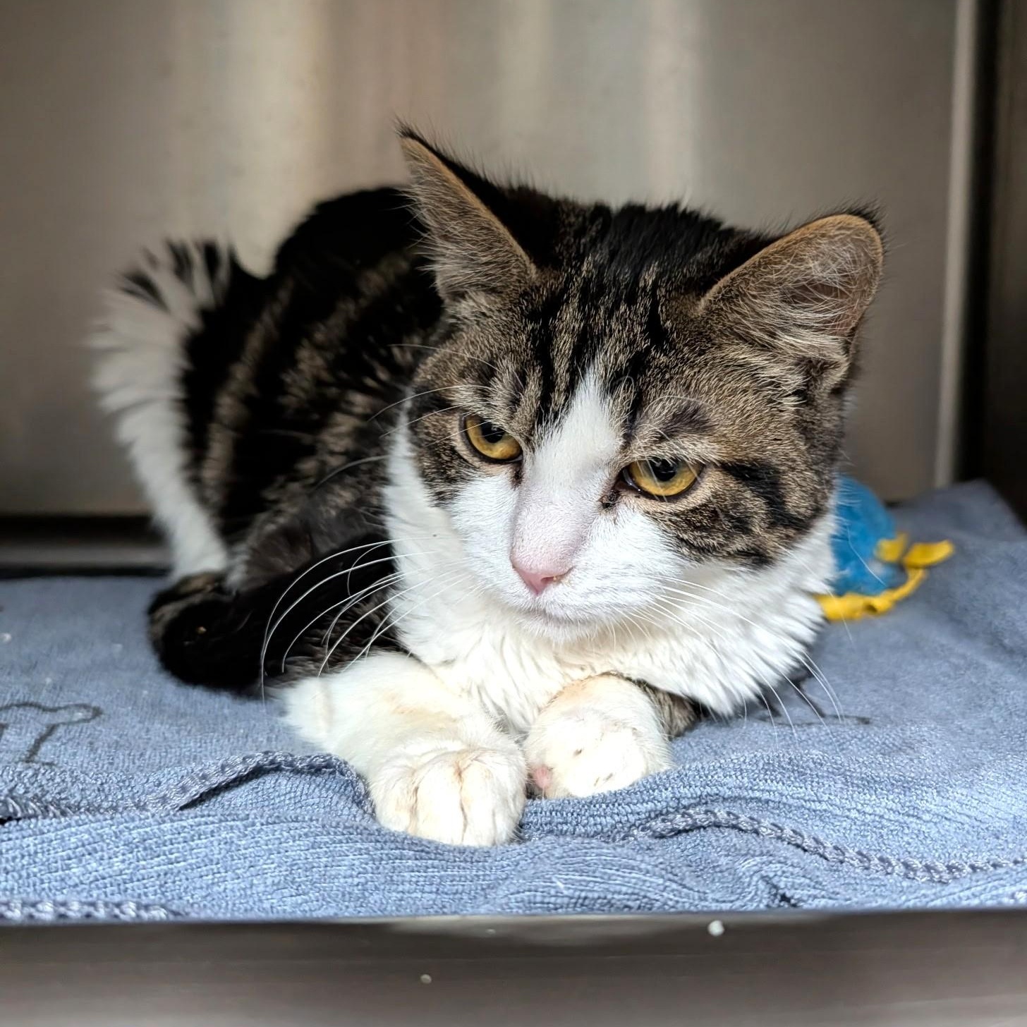 Odin, an adoptable Domestic Short Hair in Wilmington, OH image 2/2