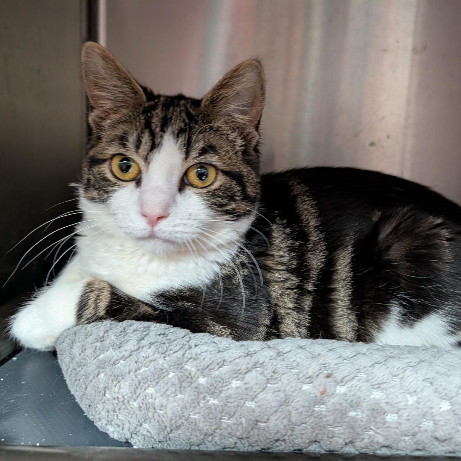 Odin, adoptable, Kitten Male Domestic Short Hair.