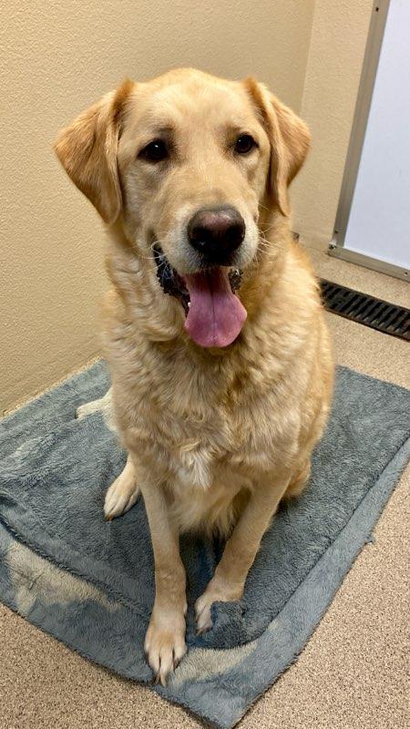 Lugnut, Adopted, Adult Male Great Pyrenees & Golden Retriever.