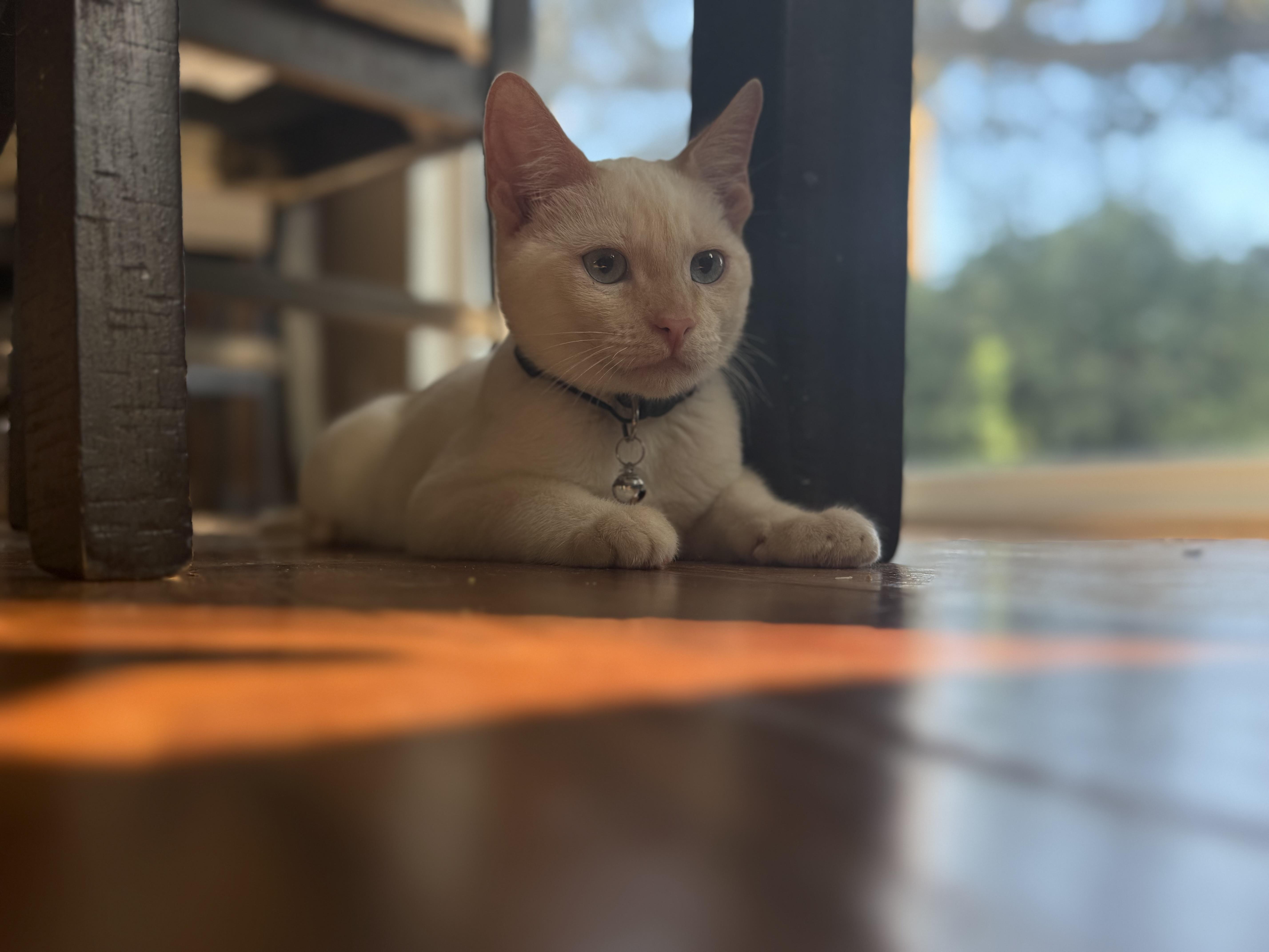 Iona - Playful and Sweet