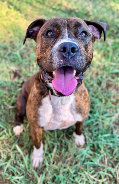 BLUE, Adoptable, Adult Male Boxer & Mixed Breed.