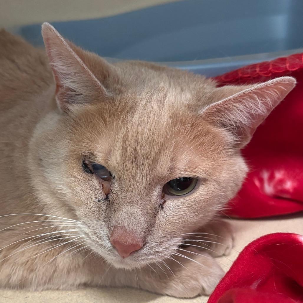 Enlarge Typhoon, a ADOPTABLE Domestic Short Hair in Evanston, IL image 1/1