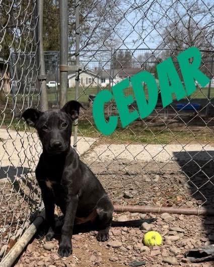 Enlarge Cedar, a Adoptable mixed breed in Port Jervis, NY image 1/2