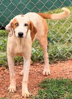 Moon, ADOPTABLE, Young Female Hound.