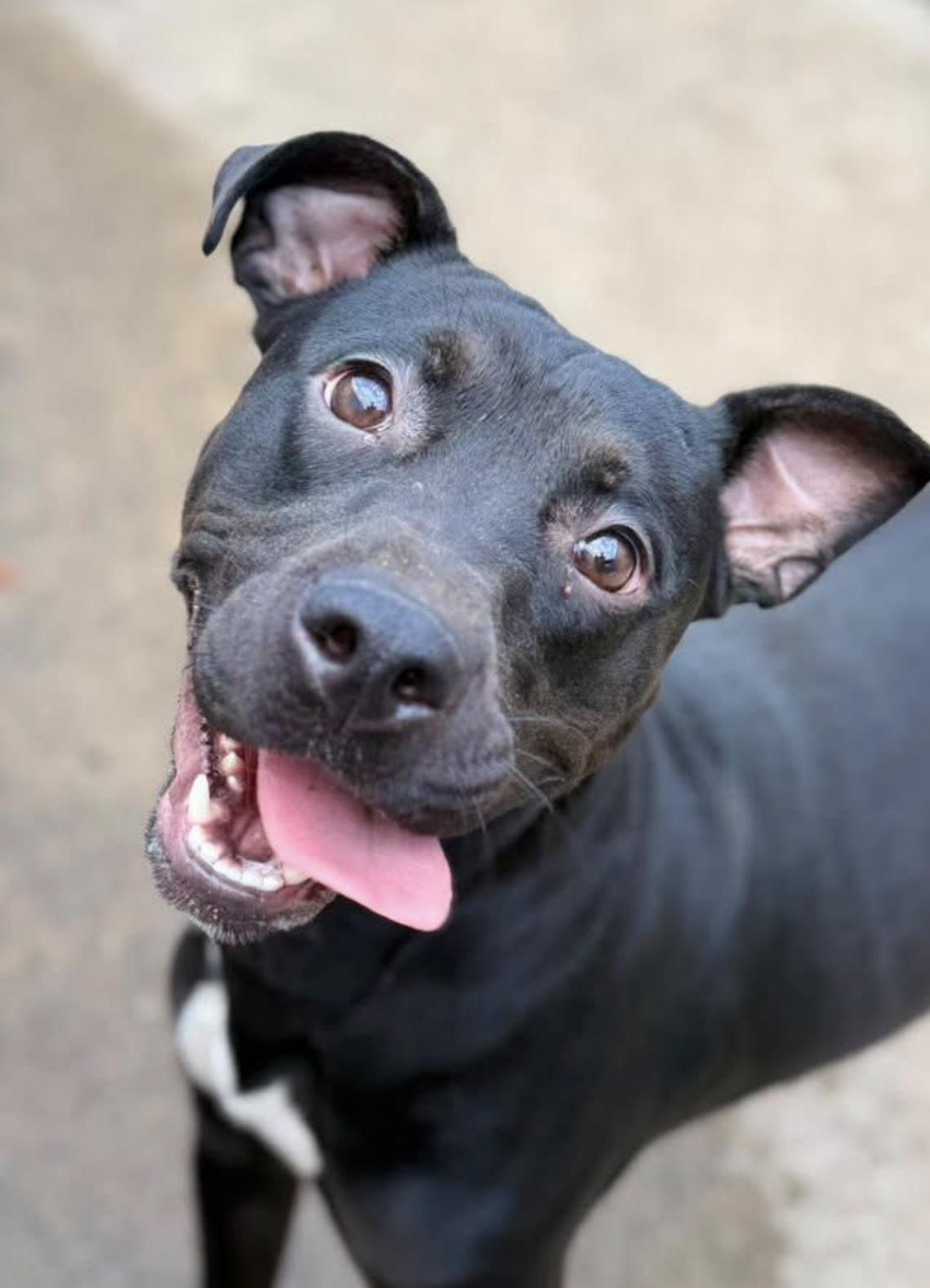 Tadasana, Adoptable, Adult Female Pit Bull Terrier.