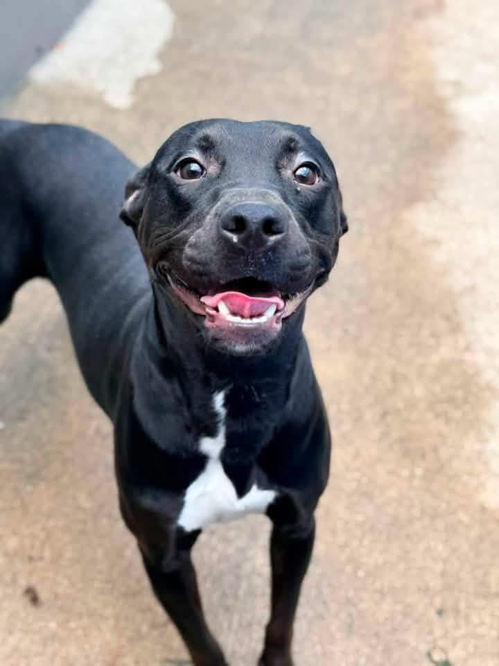 Enlarge Tadasana, a Adoptable Pit Bull Terrier in Chicago, IL image 3/5
