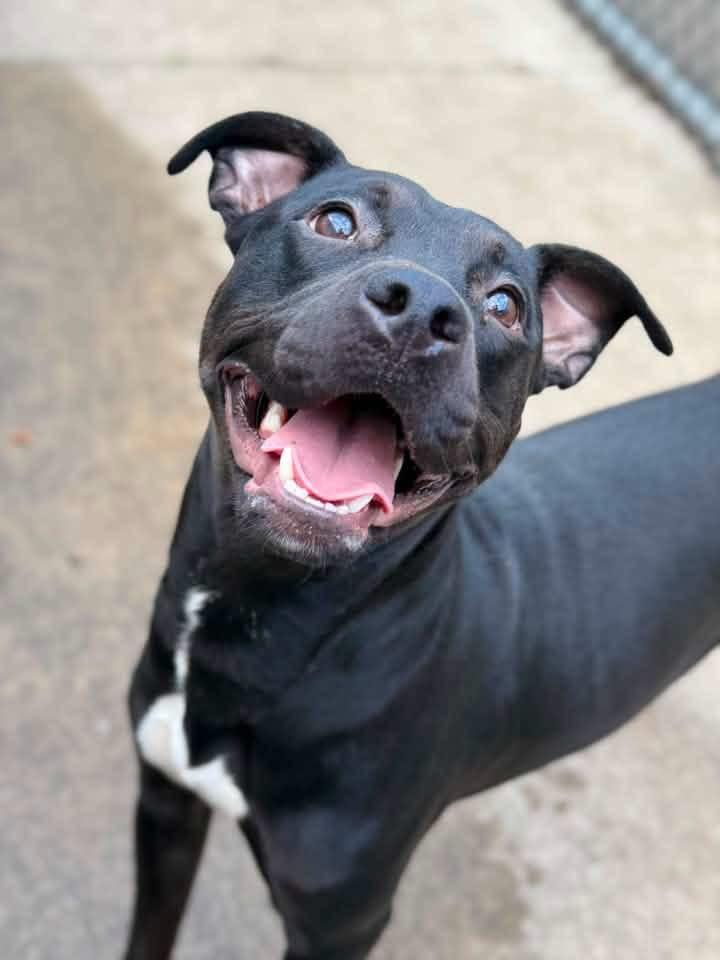 Enlarge Tadasana, a Adoptable Pit Bull Terrier in Chicago, IL image 4/5
