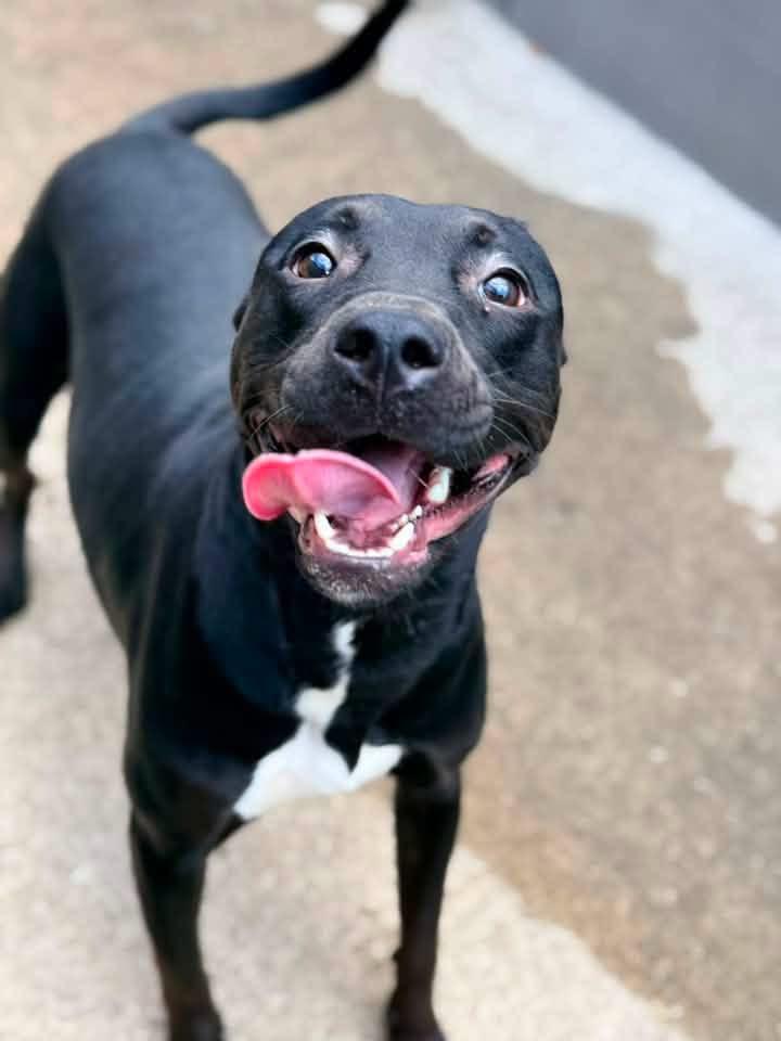 Enlarge Tadasana, a Adoptable Pit Bull Terrier in Chicago, IL image 2/5