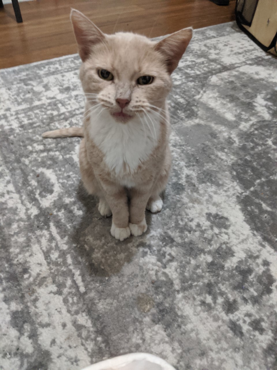 Sandy, a Adoptable Domestic Short Hair in Nutley, NJ image 1/4