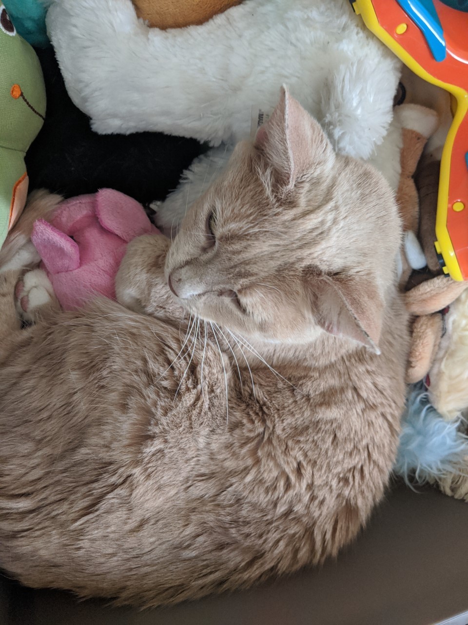 Sandy, a Adoptable Domestic Short Hair in Nutley, NJ image 2/4