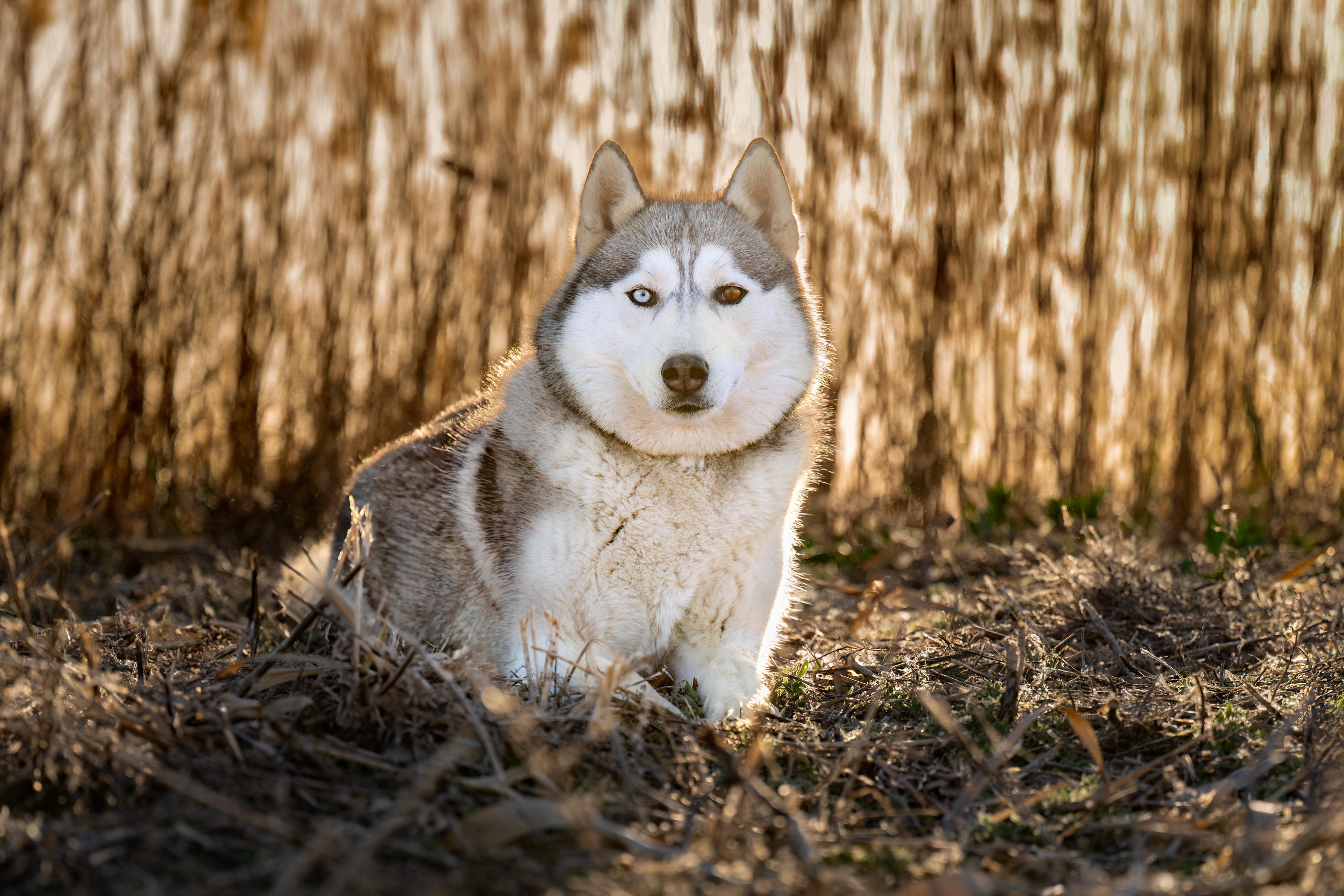 Kelda: RIDGE DOG GRADUATE FROM PRISON FACILITY, an adoptable Husky in Othello, WA, 99344 | Photo Image 1