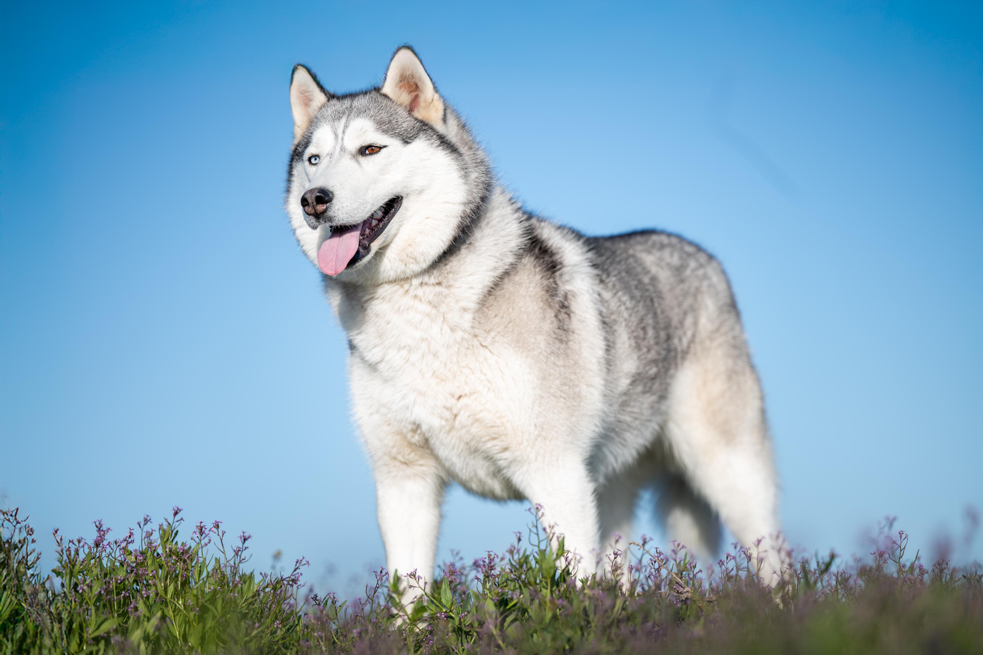 Kelda: RIDGE DOG GRADUATE FROM PRISON FACILITY, an adoptable Husky in Othello, WA, 99344 | Photo Image 3