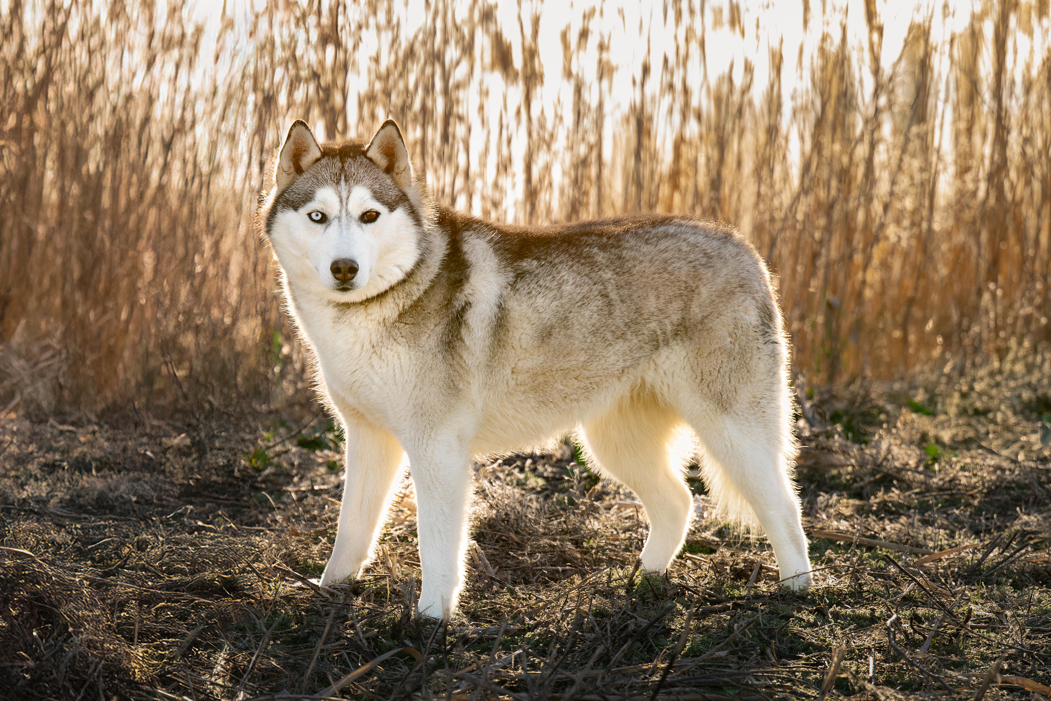 Kelda: RIDGE DOG GRADUATE FROM PRISON FACILITY, an adoptable Husky in Othello, WA, 99344 | Photo Image 4