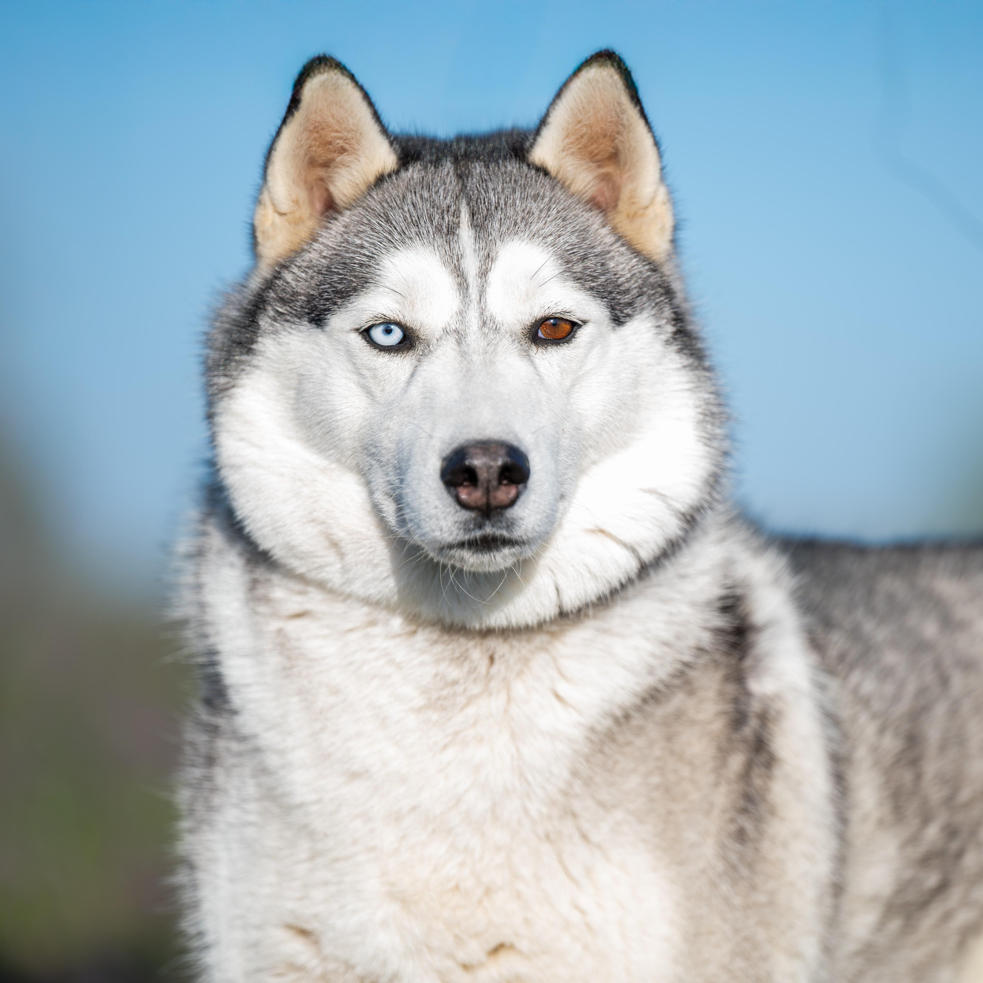 Kelda: RIDGE DOG GRADUATE FROM PRISON FACILITY, an adoptable Husky in Othello, WA, 99344 | Photo Image 2