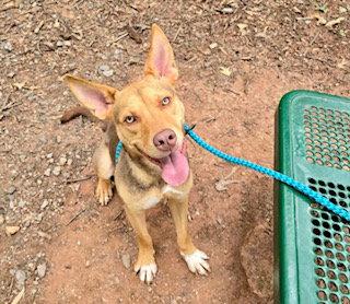 Enlarge SCOTT, a Adoptable German Shepherd Dog in Clyde, NC image 1/1