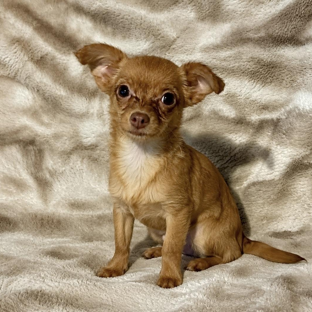 Susie, an adopted mixed breed in Pelham, NH image 3/6