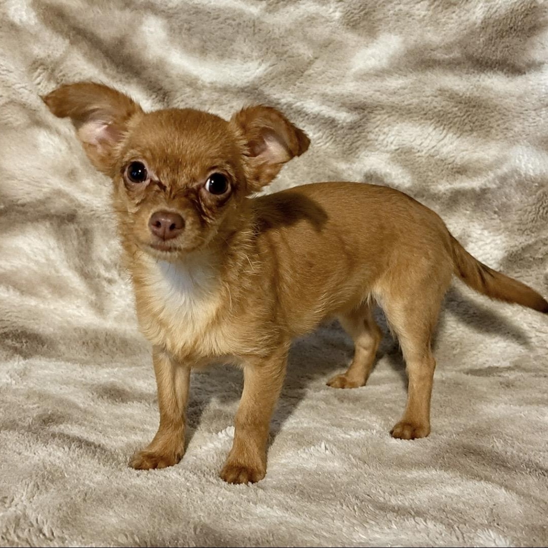 Susie, adopted, Puppy Female Chihuahua & Poodle (Toy).