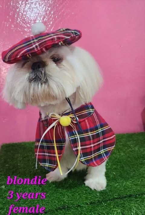 Blondie, Adoptable, Young Female Shih Tzu & Mixed Breed.