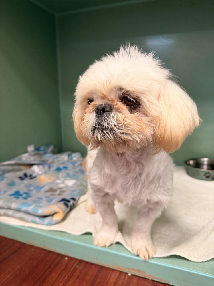 Enlarge Blondie, a Adoptable mixed breed in Cortez, CO image 3/3