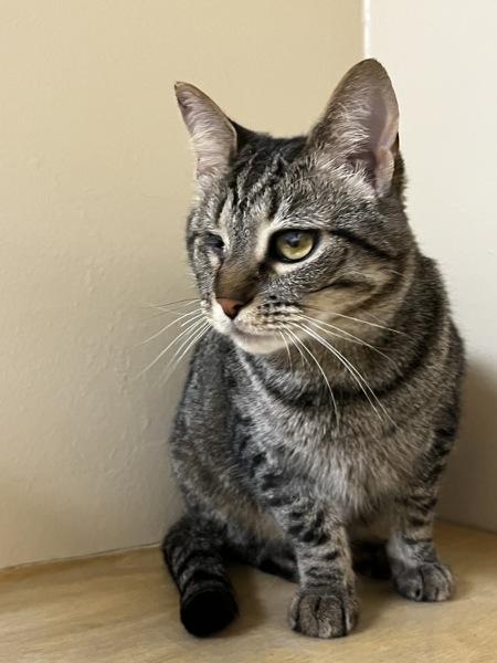 Edna, a Adoptable mixed breed in Columbus, OH image 1/2