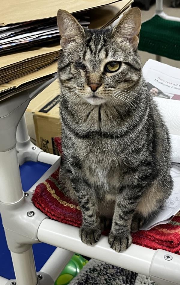 Edna, a Adoptable mixed breed in Columbus, OH image 2/2