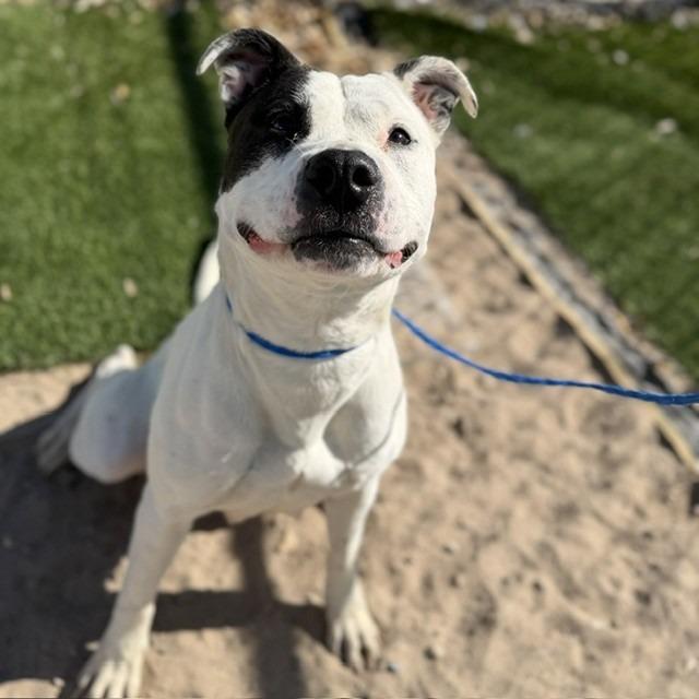 Petey, Adoptable, Adult Female Pit Bull Terrier & Mixed Breed.