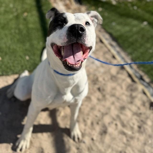 Enlarge Petey, a Adoptable mixed breed in Bullhead City, AZ image 2/2