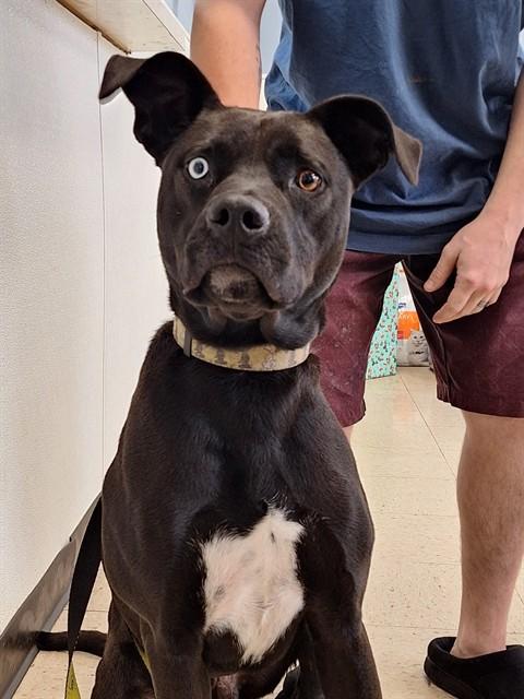 PUDGY, Adoptable, Young Male Labrador Retriever.