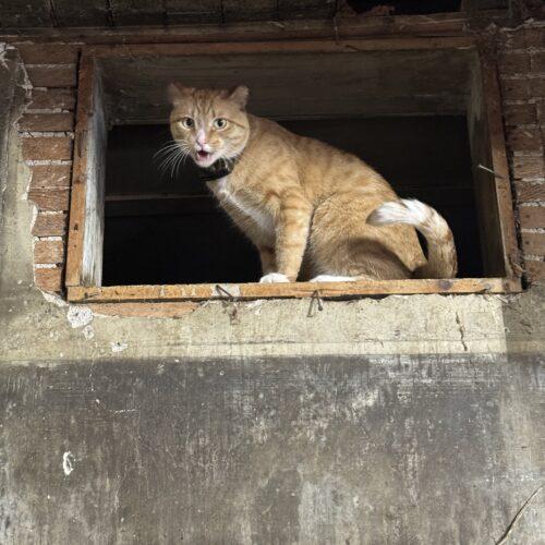 Enlarge Gregor, a Adoptable Domestic Short Hair in New Market, MN image 2/3