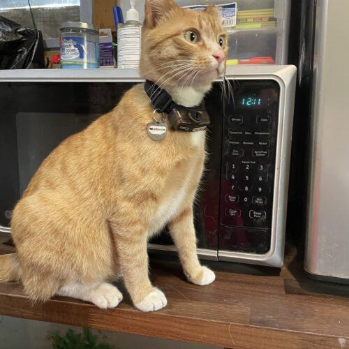 Enlarge Gregor, a Adoptable Domestic Short Hair in New Market, MN image 3/3