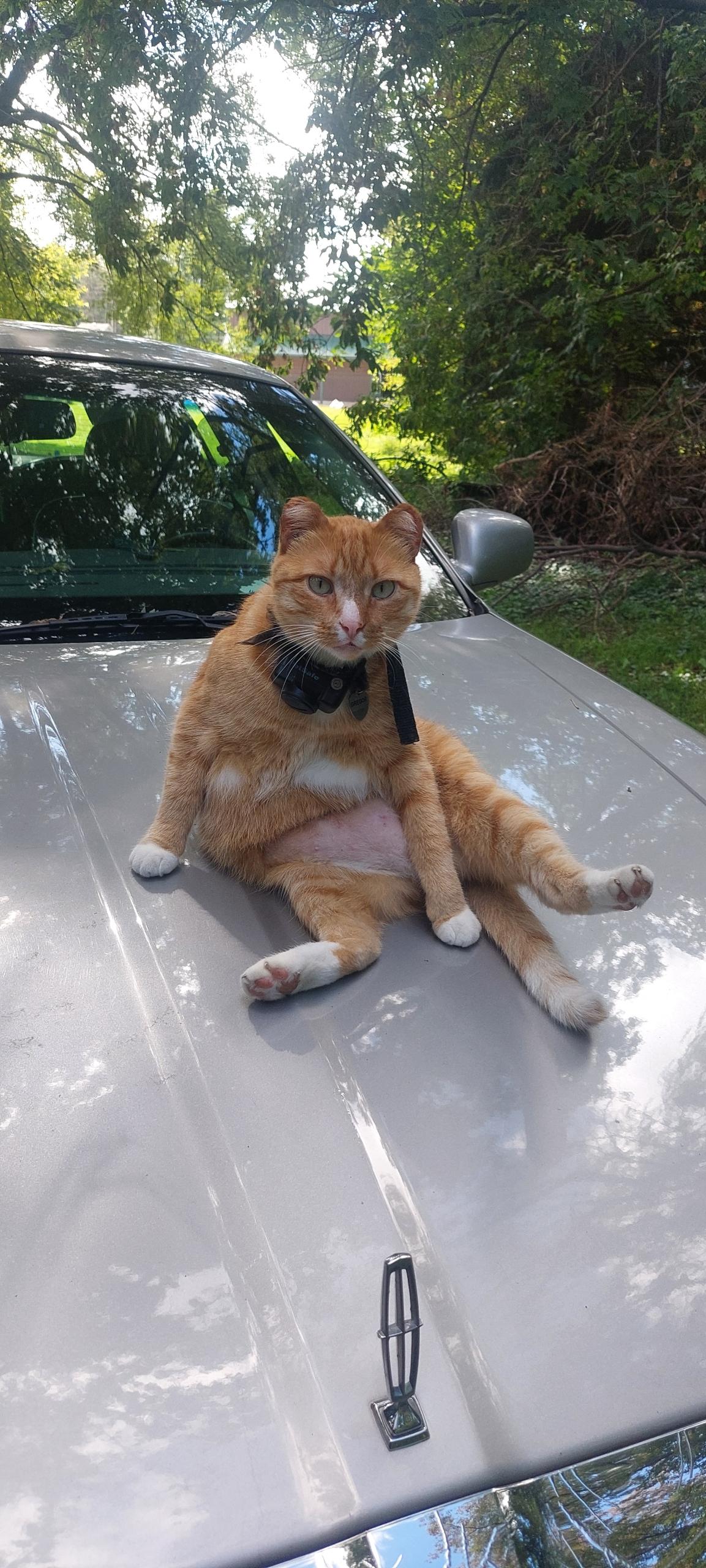 Enlarge Gregor, a Adoptable Domestic Short Hair in New Market, MN image 5/5