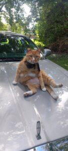 Gregor, Adoptable, Adult Male Domestic Short Hair.