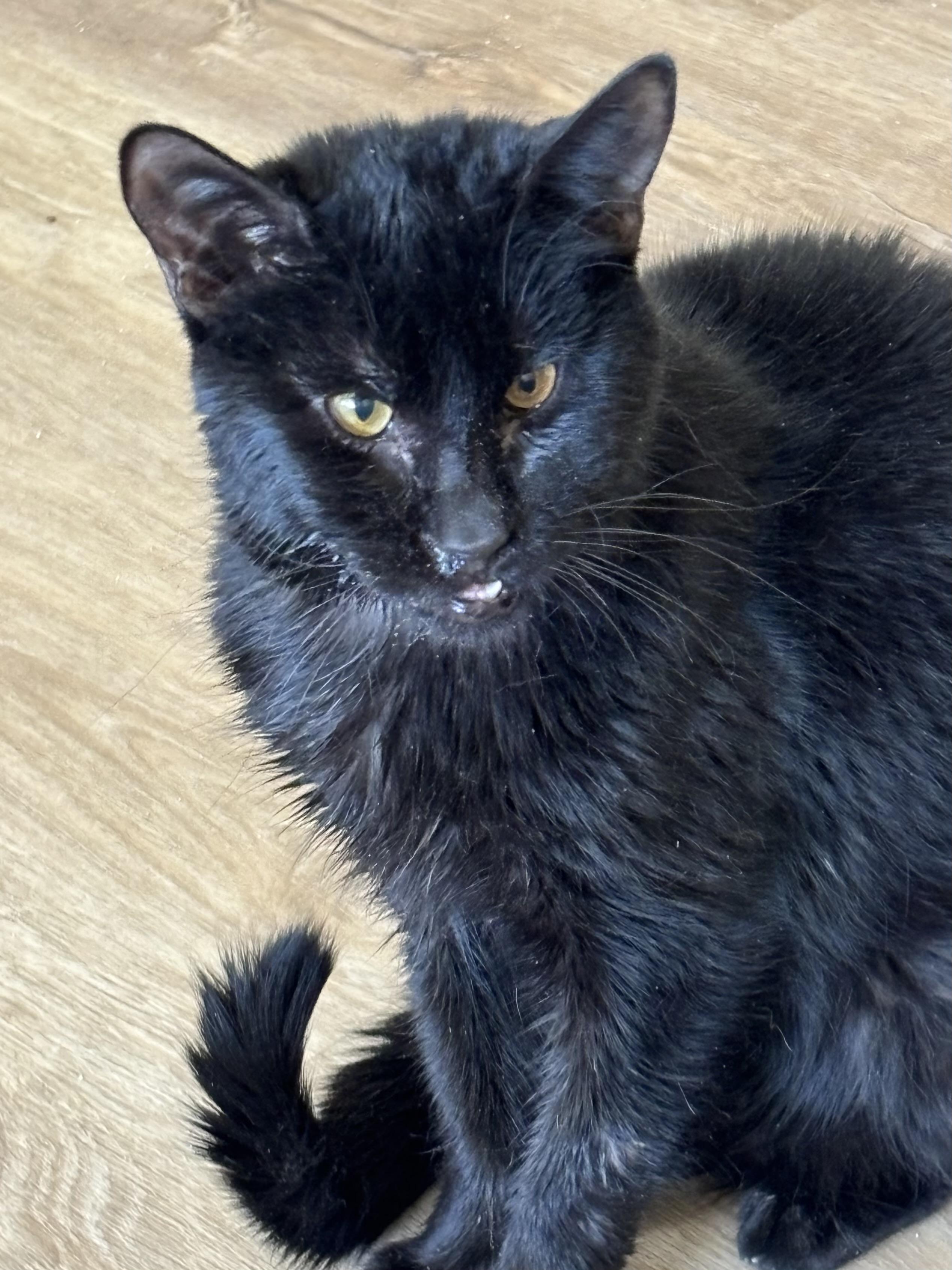 Enlarge Mindy, a ADOPTABLE Domestic Short Hair in Sierra Vista, AZ image 4/5