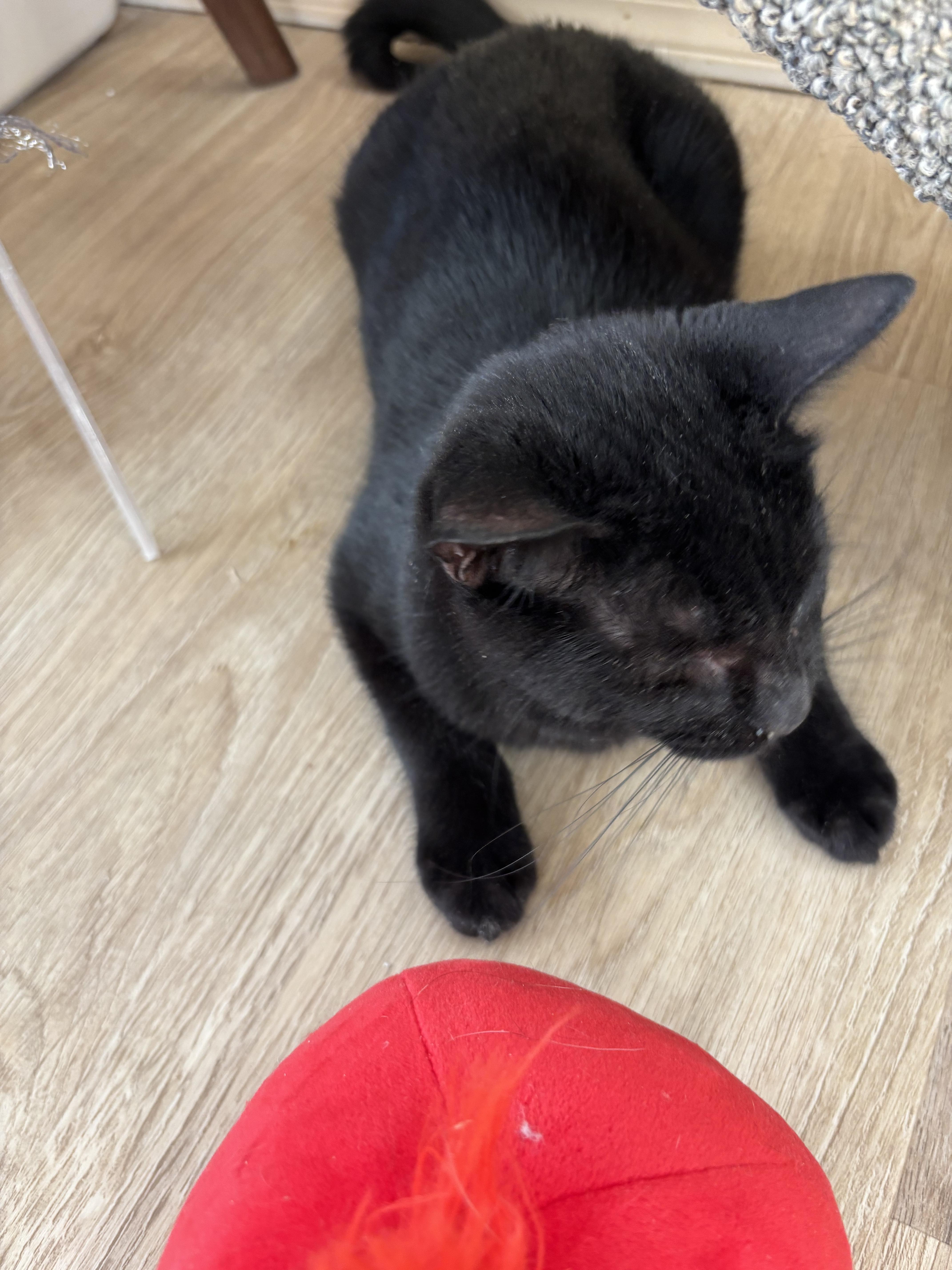 Enlarge Mindy, a ADOPTABLE Domestic Short Hair in Sierra Vista, AZ image 3/4