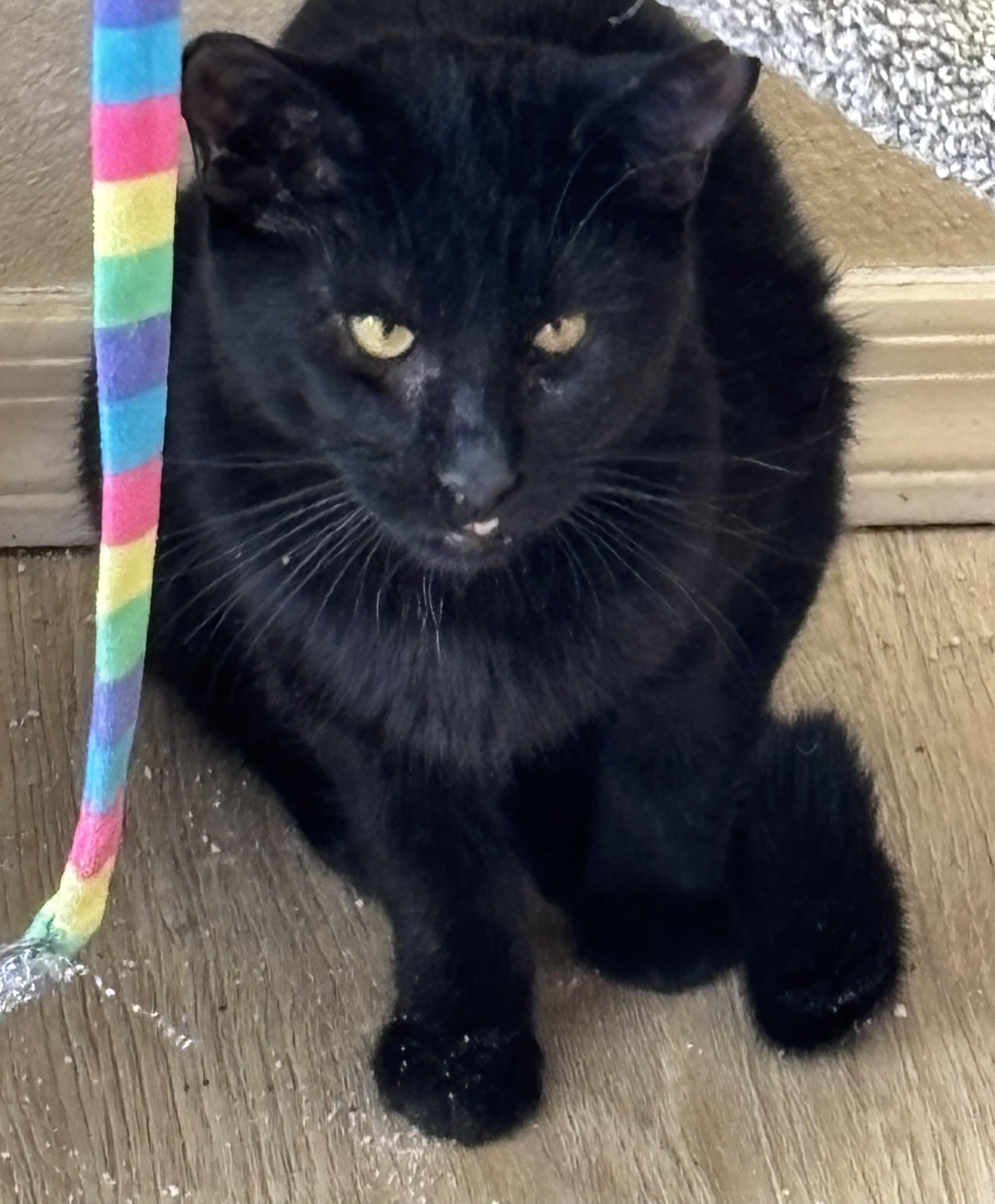 Enlarge Mindy, a ADOPTABLE Domestic Short Hair in Sierra Vista, AZ image 4/4